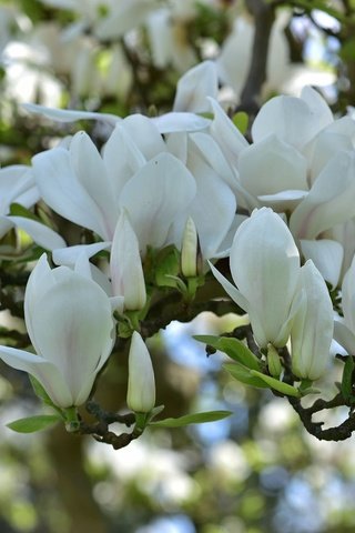 Обои цветение, весна, белая, магнолия, flowering, spring, white, magnolia разрешение 2048x1367 Загрузить