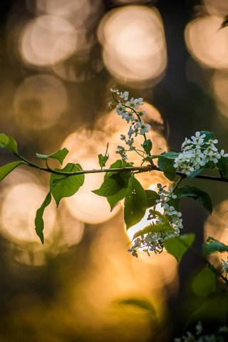 Обои ветка, дерево, цветение, листья, весна, черемуха, branch, tree, flowering, leaves, spring, cherry разрешение 2560x1708 Загрузить