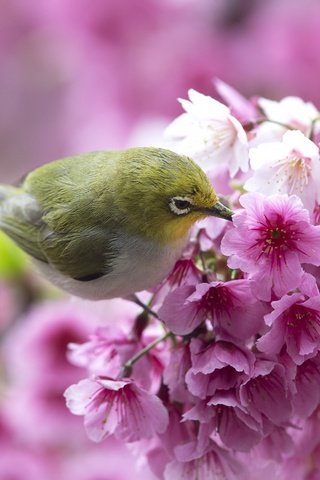 Обои цветы, ветка, птица, весна, сакура, белоглазка, flowers, branch, bird, spring, sakura, white-eyed разрешение 2048x1365 Загрузить