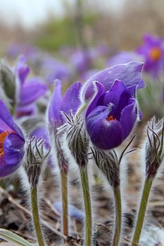 Обои цветы, весна, сон-трава, прострел, flowers, spring, sleep-grass, cross разрешение 3000x2000 Загрузить