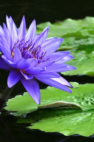 Обои отражение, цветок, сиреневый, кувшинка, нимфея, водяная лилия, reflection, flower, lilac, lily, nymphaeum, water lily разрешение 2048x1365 Загрузить