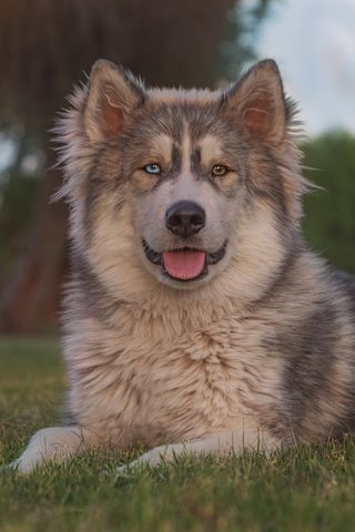 Обои трава, портрет, взгляд, собака, язык, маламут, grass, portrait, look, dog, language, malamute разрешение 2048x1365 Загрузить