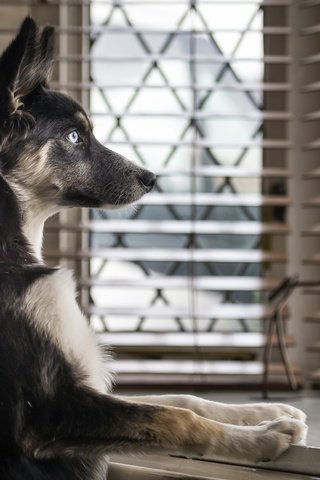 Обои взгляд, собака, дом, окно, немецкая овчарка, look, dog, house, window, german shepherd разрешение 2560x1709 Загрузить