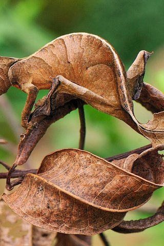 Обои ящерица, геккон, маскировка, сухие листья, листохвостый геккон, lizard, gecko, disguise, dry leaves, listovoi gecko разрешение 2560x1700 Загрузить