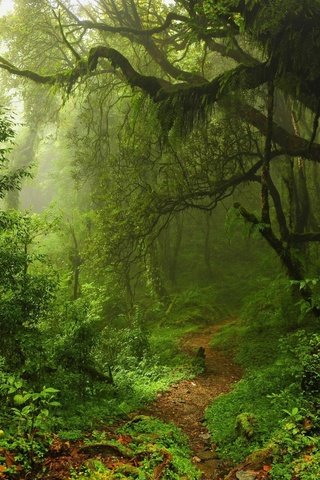 Обои трава, деревья, зелень, лес, листья, тропинка, grass, trees, greens, forest, leaves, path разрешение 2560x1600 Загрузить