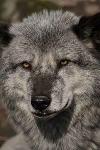 Обои глаза, морда, взгляд, хищник, волк, eyes, face, look, predator, wolf разрешение 1920x1314 Загрузить