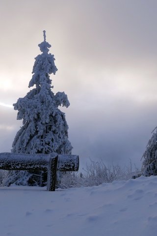 Обои снег, дерево, зима, утро, скамья, snow, tree, winter, morning, bench разрешение 3888x2592 Загрузить