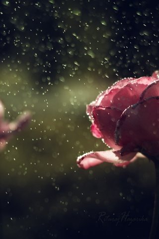 Обои цветы, капли, розы, лепестки, дождь, flowers, drops, roses, petals, rain разрешение 1920x1200 Загрузить