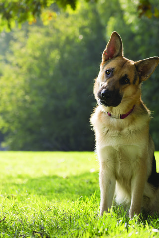 Обои трава, парк, собака, немецкая овчарка, овчарка, grass, park, dog, german shepherd, shepherd разрешение 3840x2400 Загрузить