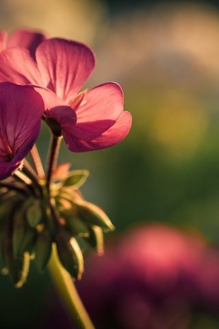 Обои фон, цветок, лепестки, герань, background, flower, petals, geranium разрешение 1920x1080 Загрузить