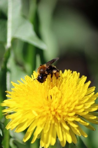 Обои зелень, насекомое, цветок, одуванчик, пчела, greens, insect, flower, dandelion, bee разрешение 5184x3456 Загрузить