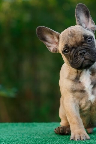 Обои глаза, взгляд, собака, щенок, мячик, французский бульдог, eyes, look, dog, puppy, the ball, french bulldog разрешение 2933x1920 Загрузить