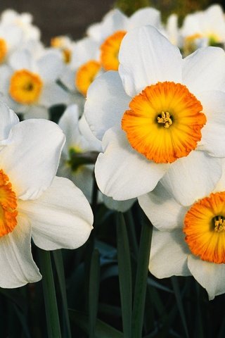 Обои цветы, лепестки, весна, нарциссы, flowers, petals, spring, daffodils разрешение 4200x2800 Загрузить