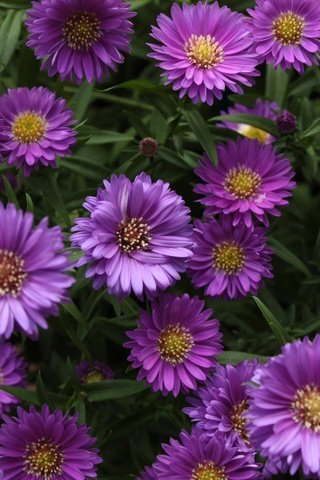 Обои цветы, фиолетовые, маргаритки, астры, flowers, purple, daisy, asters разрешение 2700x1800 Загрузить
