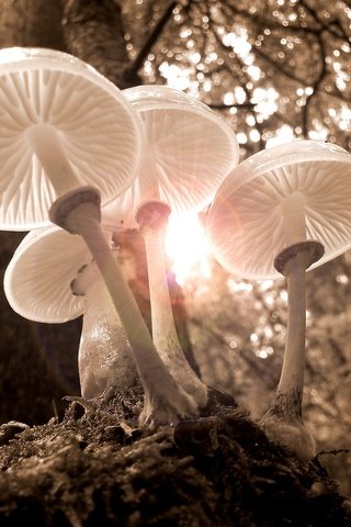 Обои свет, природа, лес, осень, грибы, шляпки, light, nature, forest, autumn, mushrooms, hats разрешение 1920x1440 Загрузить