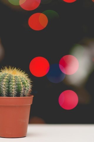 Обои цветок, блики, колючки, кактус, боке, горшочек, flower, glare, barb, cactus, bokeh, pot разрешение 2000x1335 Загрузить