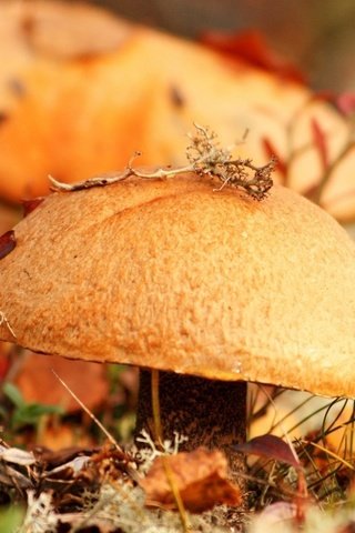 Обои трава, природа, лес, листья, осень, грибы, гриб, grass, nature, forest, leaves, autumn, mushrooms, mushroom разрешение 1920x1200 Загрузить