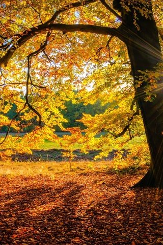 Обои дерево, осень, солнечные лучи, осенние листья, осенний лес, tree, autumn, the sun's rays, autumn leaves, autumn forest разрешение 2048x1360 Загрузить