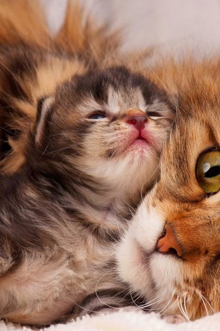 Обои мордочка, кошка, взгляд, котенок, ушки, коты, muzzle, cat, look, kitty, ears, cats разрешение 2560x1600 Загрузить