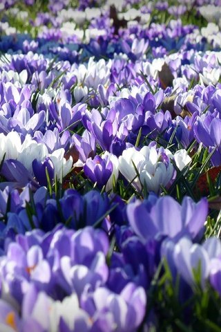 Обои цветы, лепестки, весна, белые, фиолетовые, крокусы, flowers, petals, spring, white, purple, crocuses разрешение 4000x2250 Загрузить