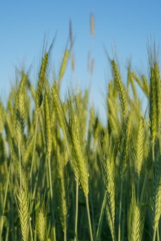 Обои природа, поле, колосья, пшеница, nature, field, ears, wheat разрешение 7360x4912 Загрузить