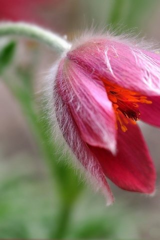 Обои макро, цветок, боке, сон-трава, прострел, macro, flower, bokeh, sleep-grass, cross разрешение 2048x1332 Загрузить