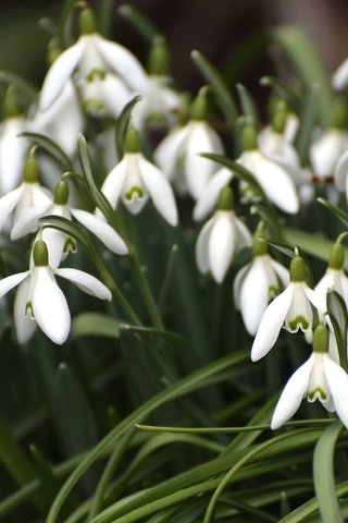 Обои цветы, весна, белые, подснежники, flowers, spring, white, snowdrops разрешение 1920x1278 Загрузить