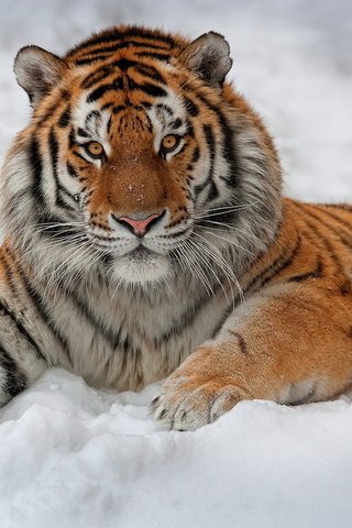 Обои тигр, амурский тигр, морда, снег, лапы, взгляд, лежит, хищник, большая кошка, tiger, the amur tiger, face, snow, paws, look, lies, predator, big cat разрешение 1920x1410 Загрузить
