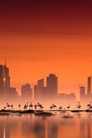 Обои небо, мегаполис, закат, птицы, море, здания, фламинго, сумерки, город, кувейт, азия, эль-кувейт, небоскребы, башня, the sky, megapolis, sunset, birds, sea, building, flamingo, twilight, the city, kuwait, asia, skyscrapers, tower разрешение 1920x1200 Загрузить