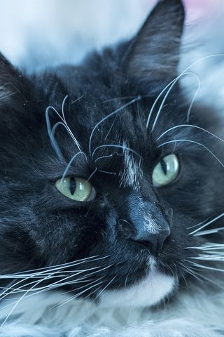 Обои глаза, фон, кот, мордочка, усы, кошка, взгляд, мейн-кун, eyes, background, cat, muzzle, mustache, look, maine coon разрешение 3840x2400 Загрузить