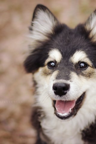Обои глаза, взгляд, собака, щенок, финский лаппхунд, eyes, look, dog, puppy, finnish lapphund разрешение 3840x2400 Загрузить