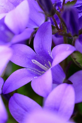 Обои цветы, природа, колокольчики, фиолетовые, flowers, nature, bells, purple разрешение 2048x1365 Загрузить