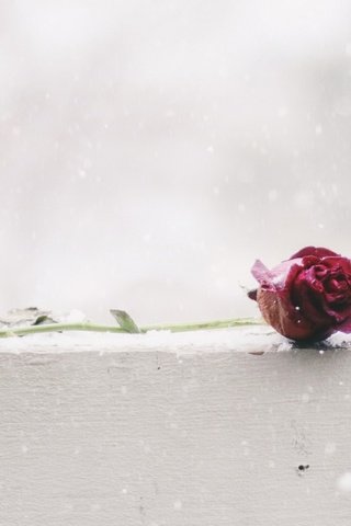 Обои снег, цветок, роза, snow, flower, rose разрешение 1920x1200 Загрузить