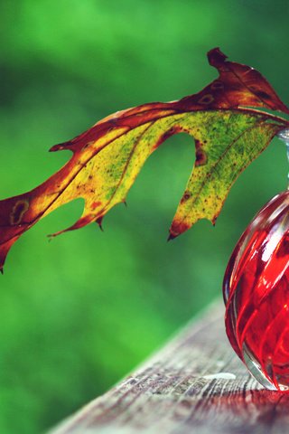 Обои осень, лист, бутылочка, флакон, деревянная поверхность, эликсир, autumn, sheet, bottle, wooden surface, elixir разрешение 3840x2400 Загрузить