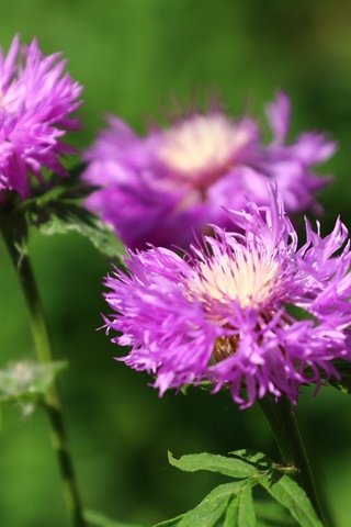 Обои цветы, зелень, насекомое, лето, васильки, flowers, greens, insect, summer, cornflowers разрешение 1920x1280 Загрузить