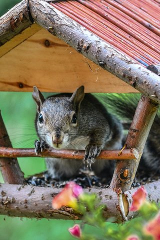 Обои цветы, домик, белка, белочка, кормушка, flowers, house, protein, squirrel, feeder разрешение 2048x1356 Загрузить