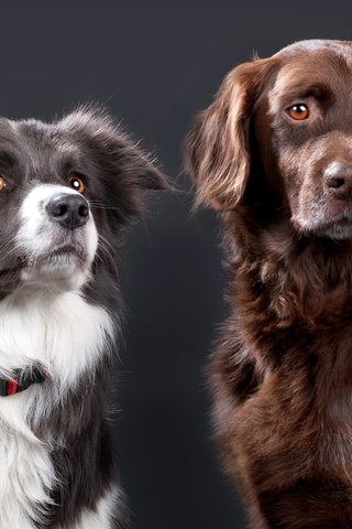 Обои собаки, колли, бордер-колли, dogs, collie, the border collie разрешение 2560x1600 Загрузить