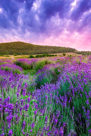 Обои небо, облака, природа, лаванда, холм,  цветы, the sky, clouds, nature, lavender, hill, flowers разрешение 4752x3168 Загрузить