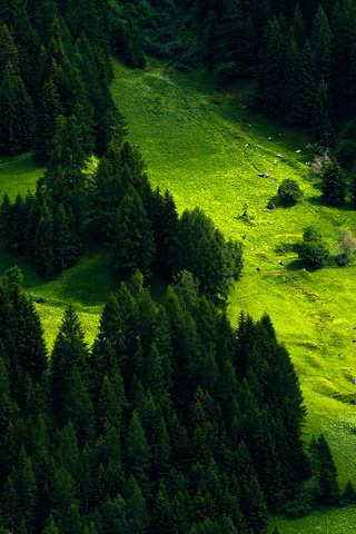 Обои деревья, природа, лес, швейцария, луг, пихта, trees, nature, forest, switzerland, meadow, fir разрешение 4350x2500 Загрузить
