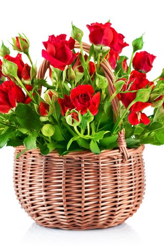 Обои цветы, бутоны, розы, лепестки, красные, букет, белый фон, flowers, buds, roses, petals, red, bouquet, white background разрешение 4200x3325 Загрузить