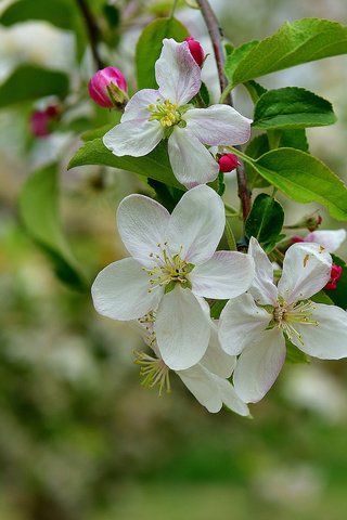 Обои ветка, дерево, цветение, весна, яблоня, branch, tree, flowering, spring, apple разрешение 2048x1372 Загрузить