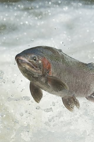 Обои вода, река, прыжок, рыба, каскад, лосось, нерест, water, river, jump, fish, cascade, salmon разрешение 2047x1189 Загрузить