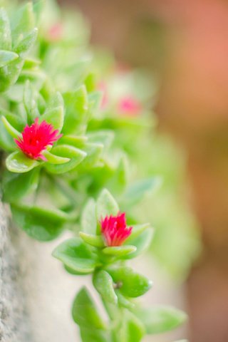 Обои макро, камень, растение, цветочки, очиток, macro, stone, plant, flowers, stonecrop разрешение 3840x2400 Загрузить