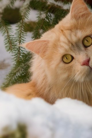 Обои глаза, снег, природа, зима, кот, усы, кошка, взгляд, рыжий, red, eyes, snow, nature, winter, cat, mustache, look разрешение 2880x1800 Загрузить