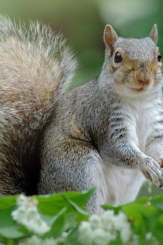 Обои природа, фон, цвет, белка, хвост, хвостик, белочка, грызун, nature, background, color, protein, tail, ponytail, squirrel, rodent разрешение 1920x1200 Загрузить