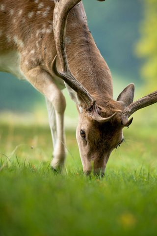 Обои трава, природа, олень, животные, лето, рога, grass, nature, deer, animals, summer, horns разрешение 2044x1362 Загрузить