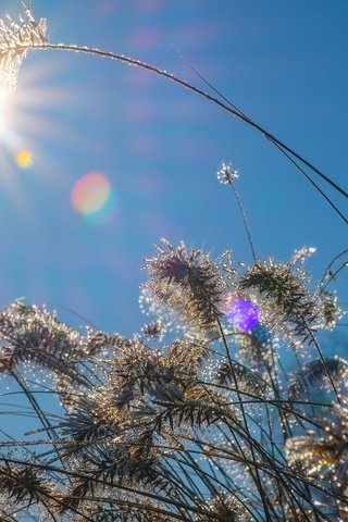 Обои небо, трава, солнце, природа, растения, капли, колоски, the sky, grass, the sun, nature, plants, drops, spikelets разрешение 4896x3264 Загрузить