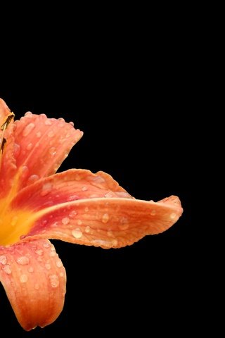 Обои цветок, капли, лепестки, лилия, черный фон, лилейник, flower, drops, petals, lily, black background, daylilies разрешение 2560x1440 Загрузить