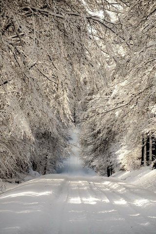 Обои дорога, деревья, снег, лес, зима, ветки, иней, road, trees, snow, forest, winter, branches, frost разрешение 2560x1600 Загрузить