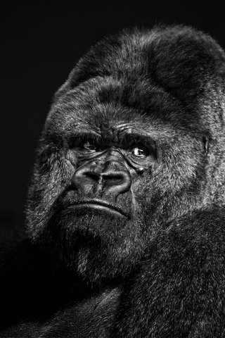 Обои морда, взгляд, чёрно-белое, животное, обезьяна, горилла, face, look, black and white, animal, monkey, gorilla разрешение 2500x1666 Загрузить